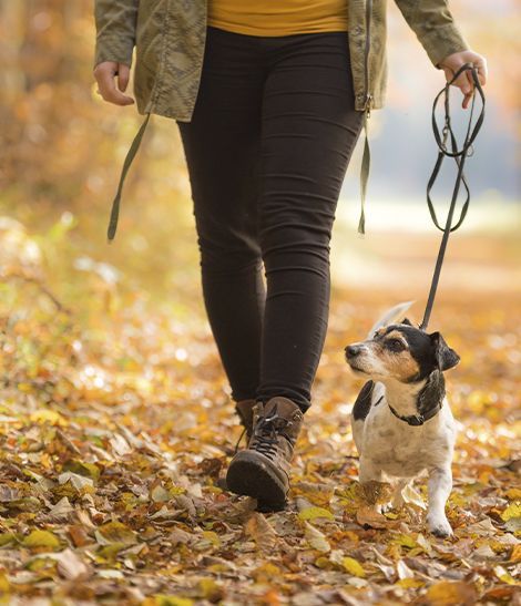 jack Russell en promenade