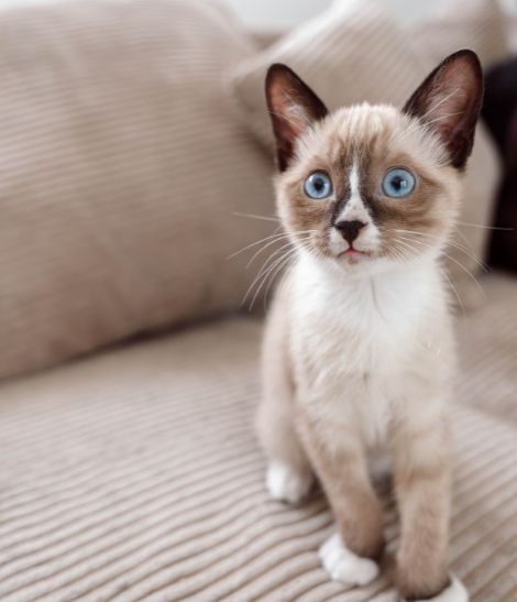 chaton color point aux yeux bleus sur un canapé