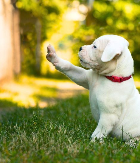chiot dogue argentin dans un jardin