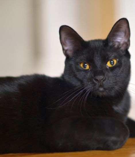chat noir allongé sur une table