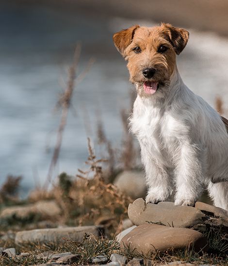 Chien assis, regardant devant lui, en plein air
