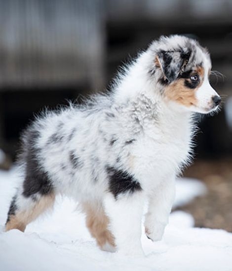 chiot sur de la neige en extérieur