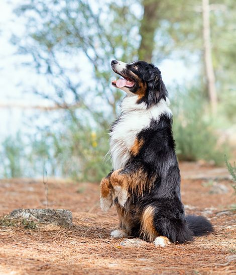 Bouvier Bernois sur la plage