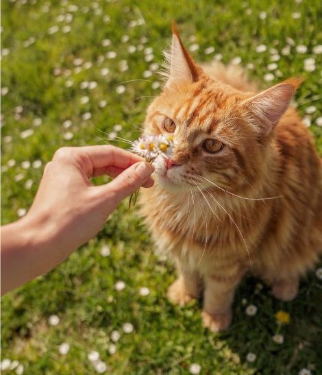chat roux tabby dans l'herbe avec des fleurs
