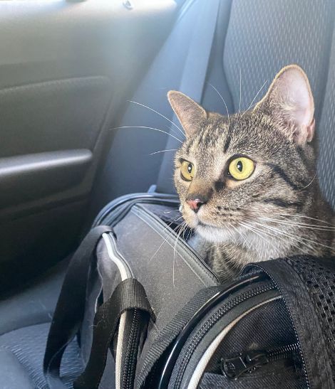 chat dans un sac de transport dans une voiture