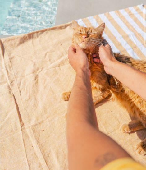 chat roux au bord de la piscine en été