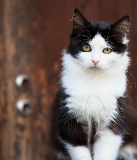 chat noir et blanc assis devant une porte