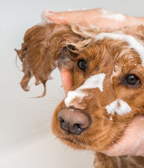 cocker se faisant laver