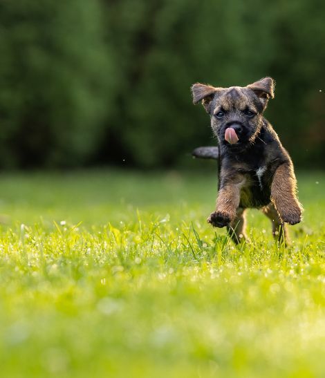 Border Terrier courant dans l'herbe