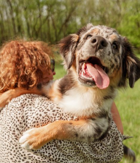 chiot berger australien porté par sa maîtresse