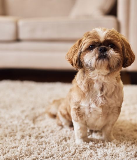 shih tzu assis sur son tapis