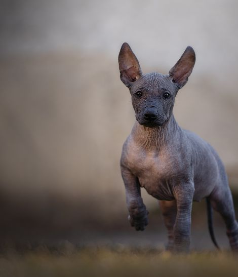 chien nu du mexique chiot