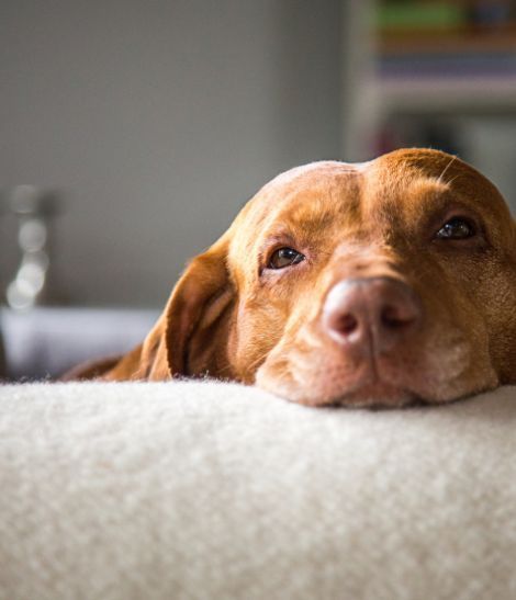 chien marron clair sur un canapé