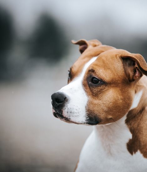 chien feu et blanc regardant à gauche