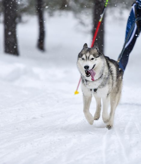 Husky faisant du skijöring