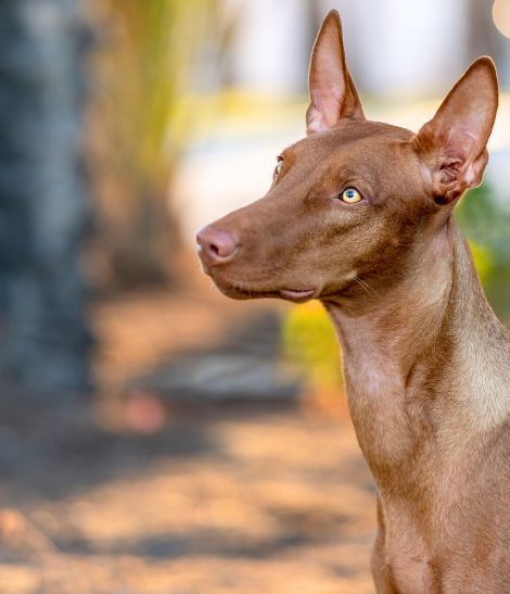 chiens du pharaon dans la nature