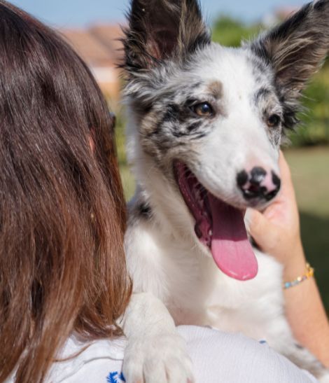 chiot blanc et gris dans les bras de sa maîtresse