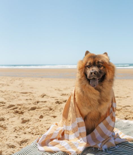 chien sur la plage avec une serviette