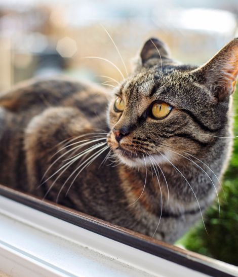 chat tabby sur une fenêtre