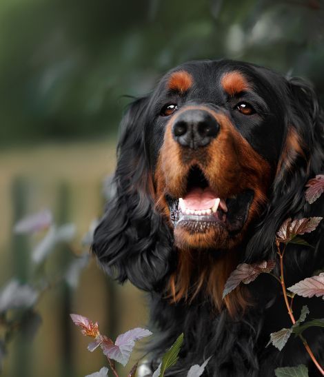 setter gordon dans un rosier