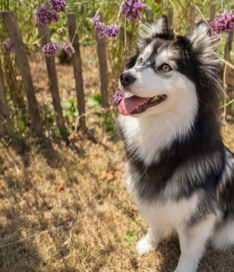 pomsky assis devant des fleurs