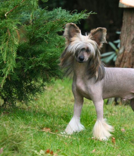chien chinois à crète gris en extérieur
