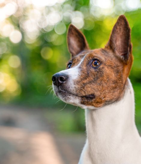 basenji marron et blanc