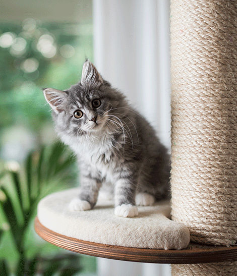 Chaton sur un arbre à chat
