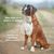 un chien boxer marron et blanc en extérieur avec indiqué sur l'image que les croquettes sont idéales pour le bien être de la peau et du pelage et pour le renfort du système immunitaire