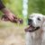 Os de jambon donnée à un Golden Retriever assis en extérieur