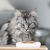 Boîtes de Mousse pour Chat Stérilisé Sans Céréales – Natural mousse poulet
