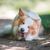 Oreilles de porc pour chien