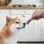 Shiba Inu qui sent la friandise lamelle riche en poulet