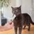 Chat gris en train de lécher la crème de la friandise crémeuse directement sur l'emballage 