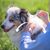 Pipettes répulsives Antiparasitaires pour chien de taille moyenne (15 à 30 kg)