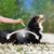Pipettes répulsives Antiparasitaires - Chien de Grande taille 30 à 60 kg