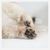 Baume nourrissant pour truffe et coussinets