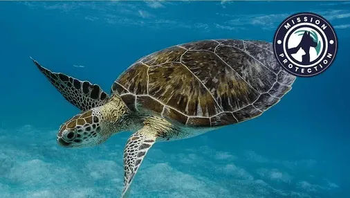 mission protection 2022