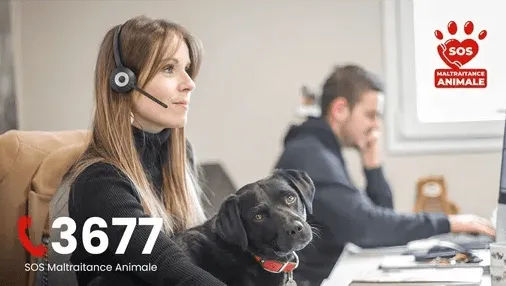 3677: SOS telefoonlijn tegen dierenmishandeling