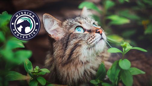 mission protection ensemble pour les félins