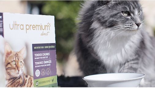 Grijze Kat naast Ultra Premium Direct kat