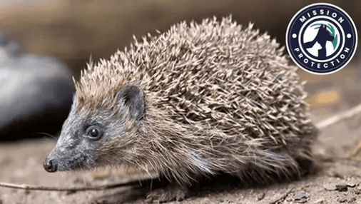 mission protection 5 hérisson