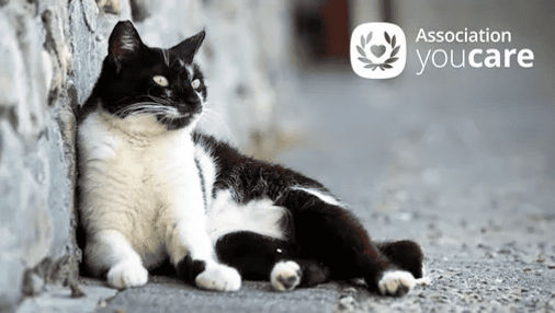 Programme de stérilisation avec l'association YouCare
