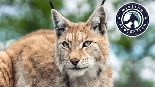 MISSION PROTECTION EDITION N°4 lynx