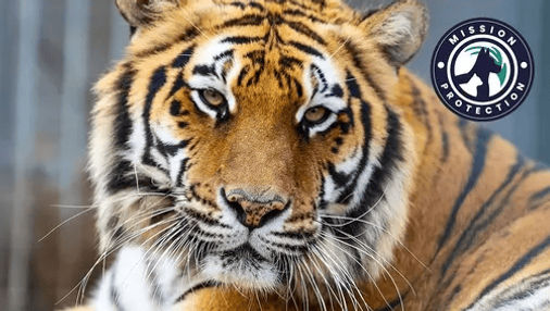 Mission Protection editie nr. 2