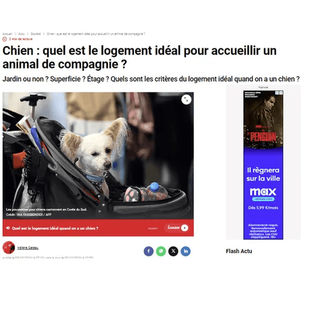 quel est le logement idéal pour un chien?