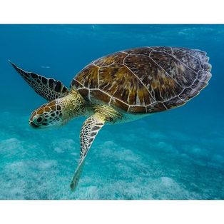 Tortue 