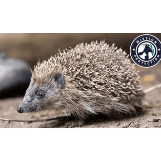 mission protection pays basque hérissons