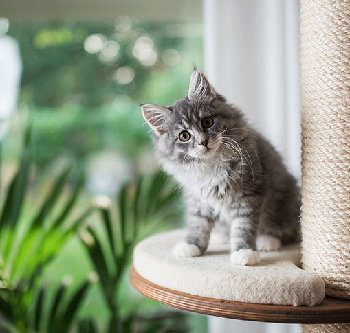 Chaton sur un arbre à chat