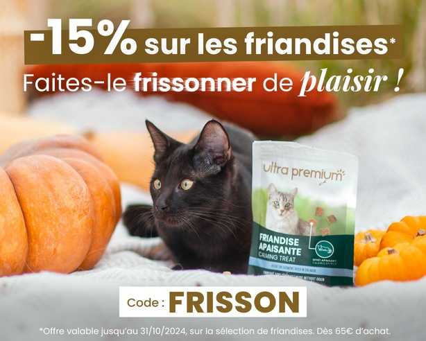 Chat noir à côté de friandises pour chat dans un décor d'Halloween